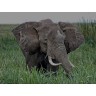 CALVENDO Puzzle CALVENDO Puzzle Wildlife pur : Elefant in freier Wildbahn. Kenia Пазл CALVENDO Puzzle Чистая дикая природа: Слон в дикой природе. Кения