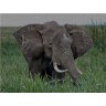 CALVENDO Puzzle CALVENDO Puzzle Wildlife pur : Elefant in freier Wildbahn. Kenia Пазл CALVENDO Puzzle Чистая дикая природа: Слон в дикой природе. Кения