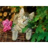CALVENDO Puzzle CALVENDO Puzzle Niedliches junges Katzchen auf einem Weidenkorb Пазл CALVENDO Puzzle Милый котенок на плетеной корзине