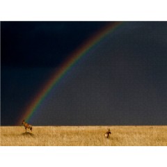 CALVENDO Puzzle CALVENDO Puzzle Regenbogen und Topis in der Masai Mara in Kenia Пазл CALVENDO Puzzle Rainbow and Topis в Масаи Мара в Кении