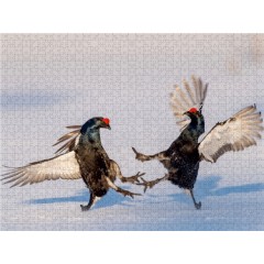 CALVENDO Puzzle CALVENDO Puzzle Emotionale Momente: Birkwild Пазл CALVENDO Puzzle Эмоциональные моменты: тетерев