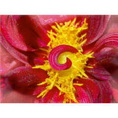 CALVENDO Puzzle CALVENDO Puzzle Eye-Herz Пазл CALVENDO Puzzle Глаз-Сердце