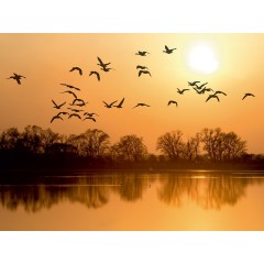 CALVENDO Puzzle CALVENDO Puzzle Emotionale Momente: Die Graugans. Пазл CALVENDO Пазл Эмоциональные моменты: Серый гусь.