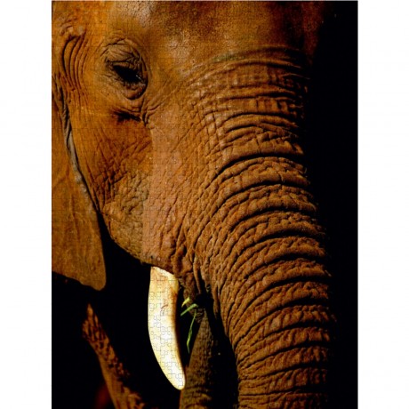 CALVENDO Puzzle CALVENDO Puzzle Elefant.....Auge in Auge Пазл CALVENDO Puzzle слон.....глаза в глаза