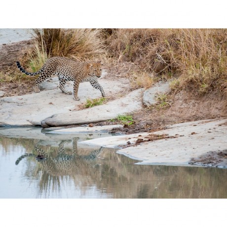 CALVENDO Puzzle CALVENDO Puzzle Emotionale Momente: Leoparden Пазл CALVENDO Puzzle Эмоциональные моменты: леопарды