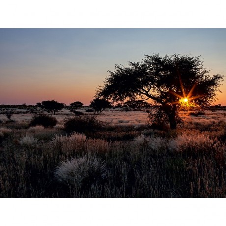 CALVENDO Puzzle CALVENDO Puzzle Akazienbaum in der Kalahari-Wuste in Namibia Пазл CALVENDO Puzzle Дерево акации в пустыне Калахари в Намибии