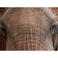 CALVENDO Puzzle CALVENDO Puzzle Emotional Moments: die sogenannten Big Five. Пазл CALVENDO Puzzle Эмоциональные моменты: так называемая Большая пятерка.