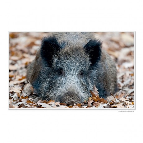 CALVENDO Puzzle CALVENDO Puzzle Emotionale Momente: Das Wildschwein. \/ CH-Version Пазл CALVENDO Пазл Эмоциональные моменты: Кабан. \/ версия CH