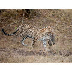 CALVENDO Puzzle CALVENDO Puzzle Emotionale Momente: Leoparden Пазл CALVENDO Puzzle Эмоциональные моменты: леопарды