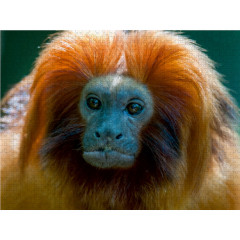 CALVENDO Puzzle CALVENDO Puzzle Lowenaffchen Пазл CALVENDO Пазл лев обезьяна