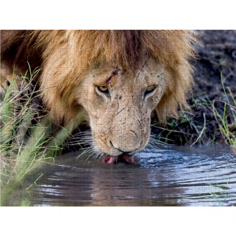 CALVENDO Puzzle CALVENDO Puzzle Lowe Пазл CALVENDO Puzzle Lowe