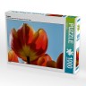 CALVENDO Puzzle CALVENDO Puzzle Tulpen Пазл CALVENDO Пазл Тюльпаны