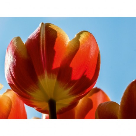 CALVENDO Puzzle CALVENDO Puzzle Tulpen Пазл CALVENDO Пазл Тюльпаны