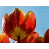 CALVENDO Puzzle CALVENDO Puzzle Tulpen Пазл CALVENDO Пазл Тюльпаны