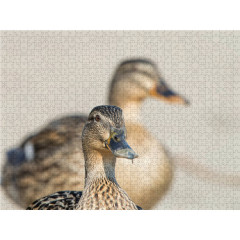 CALVENDO Puzzle CALVENDO Puzzle Emotionale Momente: Die Stockente. Пазл CALVENDO Пазл Эмоциональные моменты: кряква.
