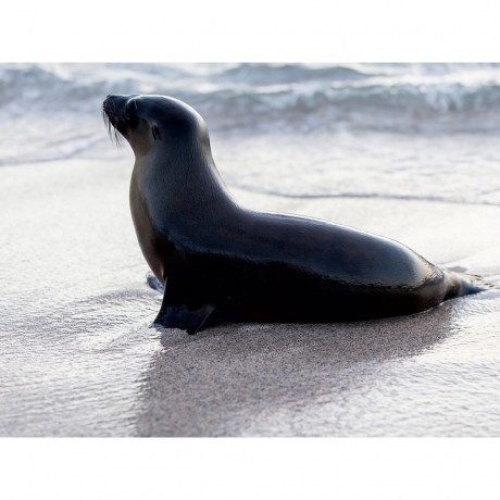 CALVENDO Puzzle CALVENDO Puzzle Galapagos Seelowe auf San Cristobal Пазл CALVENDO Puzzle Галапагосские морские львы на Сан-Кристобаль