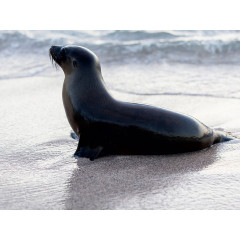 CALVENDO Puzzle CALVENDO Puzzle Galapagos Seelowe auf San Cristobal Пазл CALVENDO Puzzle Галапагосские морские львы на Сан-Кристобаль
