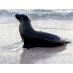 CALVENDO Puzzle CALVENDO Puzzle Galapagos Seelowe auf San Cristobal Пазл CALVENDO Puzzle Галапагосские морские львы на Сан-Кристобаль