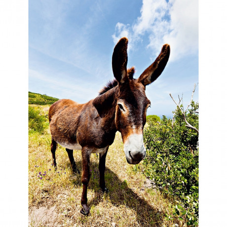 CALVENDO Puzzle CALVENDO Puzzle Esel in der Landschaft Пазл CALVENDO Puzzle Осел в пейзаже