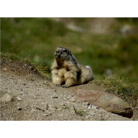 CALVENDO Puzzle CALVENDO Puzzle Sonnenbad....die Sonne geniessen Пазл CALVENDO Puzzle Sunbath....наслаждайся солнцем