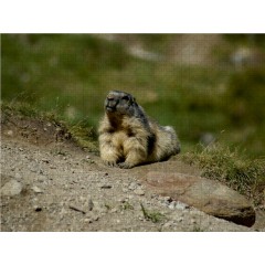 CALVENDO Puzzle CALVENDO Puzzle Sonnenbad....die Sonne geniessen Пазл CALVENDO Puzzle Sunbath....наслаждайся солнцем