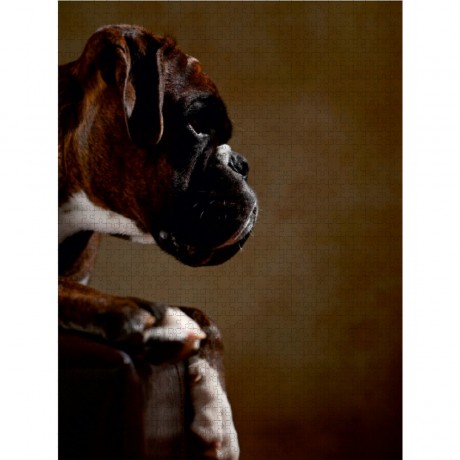 CALVENDO Puzzle CALVENDO Puzzle Yago Пазл CALVENDO Puzzle Яго