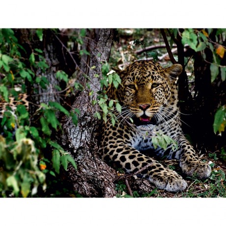 CALVENDO Puzzle CALVENDO Puzzle Leopard im Geholz Пазл CALVENDO Puzzle Леопард в лесу