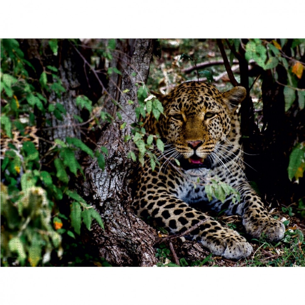 Купить CALVENDO Puzzle CALVENDO Puzzle Leopard im Geholz Пазл CALVENDO  Puzzle Леопард в лесу в интернет-магазине Diskontshop.eu Германия всего за  5 215 руб. в