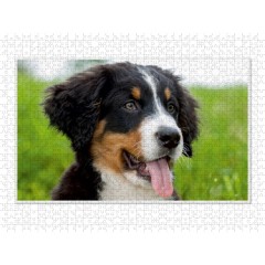 CALVENDO Puzzle CALVENDO Puzzle Emotionale Momente: Berner Sennenhund. \/ CH-Version Пазл CALVENDO Пазл Эмоциональные моменты: Бернский зенненхунд. \/ версия CH