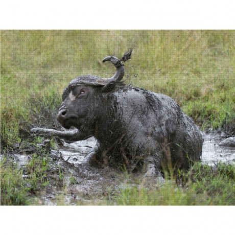 CALVENDO Puzzle CALVENDO Puzzle Februar: Der Buffel gonnt sich eine Fangopackung gegen lastige Insekten. Головоломка CALVENDO Puzzle Февраль: буйвол угощается стаей фанго
