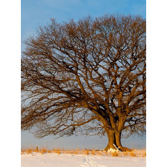 CALVENDO Puzzle CALVENDO Puzzle Februar: Noch ist es bitterkalt. Die Morgensonne bringt ein bisschen Warme. Пазл CALVENDO Puzzle Февраль: Еще очень холодно. Утреннее солнце приносит немного тепла.