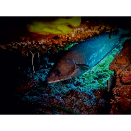 CALVENDO Puzzle CALVENDO Puzzle Gabeldorsch Пазл CALVENDO Puzzle Вилобородый