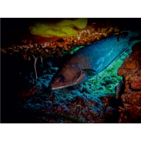 CALVENDO Puzzle CALVENDO Puzzle Gabeldorsch Пазл CALVENDO Puzzle Вилобородый