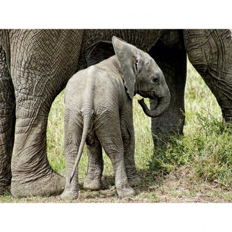 CALVENDO Puzzle CALVENDO Puzzle Kleiner Elefant Пазл CALVENDO Пазл Маленький слоненок