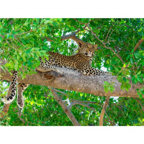 CALVENDO Puzzle CALVENDO Puzzle Leopard im Baum Пазл CALVENDO Puzzle Леопард на дереве