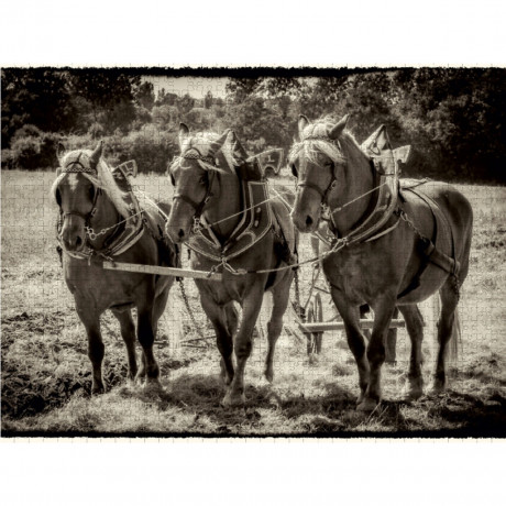 CALVENDO Puzzle CALVENDO Puzzle Die drei Pferde Пазл CALVENDO Пазл Три лошади