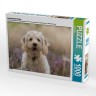 CALVENDO Puzzle CALVENDO Puzzle Labradoodle Welpe Пазл CALVENDO Puzzle Лабрадудель Щенок