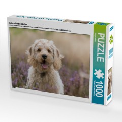 CALVENDO Puzzle CALVENDO Puzzle Labradoodle Welpe Пазл CALVENDO Puzzle Лабрадудель Щенок