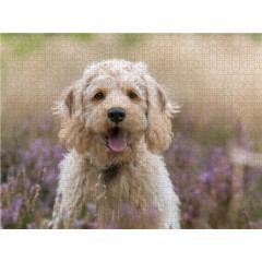 CALVENDO Puzzle CALVENDO Puzzle Labradoodle Welpe Пазл CALVENDO Puzzle Лабрадудель Щенок