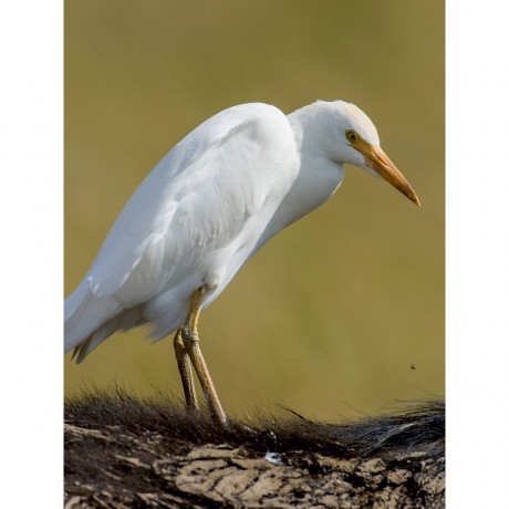 CALVENDO Puzzle CALVENDO Puzzle Kuhreiher auf Buffelrucken Пазл CALVENDO Puzzle Цапля крупного рогатого скота на спине буйвола