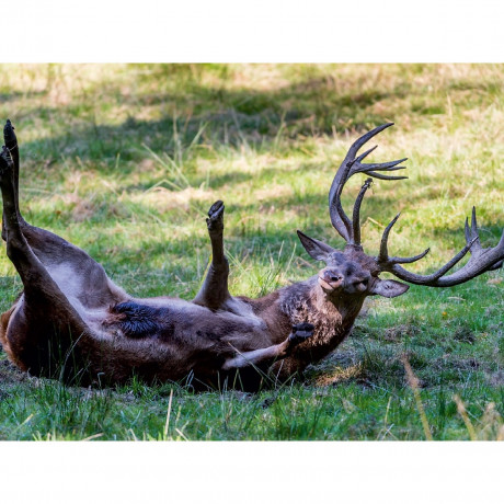 CALVENDO Puzzle CALVENDO Puzzle Wohlig walzt sich der brunftige Hirsch in der Suhle. Пазл CALVENDO Puzzle Олень во время гона счастливо валяется в луже.