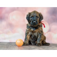 CALVENDO Puzzle CALVENDO Puzzle Briard-Welpe mit Ball Пазл CALVENDO Puzzle Щенок бриара с мячом