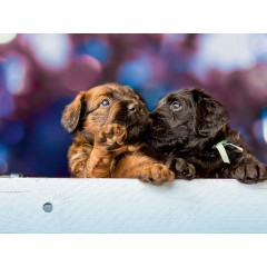 CALVENDO Puzzle CALVENDO Puzzle Zwei Briard-Welpen Пазл CALVENDO Puzzle Два щенка бриара
