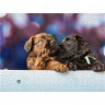 CALVENDO Puzzle CALVENDO Puzzle Zwei Briard-Welpen Пазл CALVENDO Puzzle Два щенка бриара