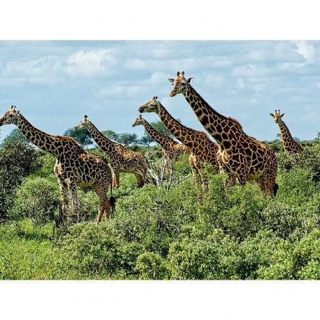 CALVENDO Puzzle CALVENDO Puzzle Giraffen. Grazios und anmutig. Kenia Пазл CALVENDO Пазл жирафы. Изящный и грациозный. Кения