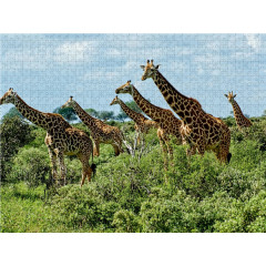 CALVENDO Puzzle CALVENDO Puzzle Giraffen. Grazios und anmutig. Kenia Пазл CALVENDO Пазл жирафы. Изящный и грациозный. Кения