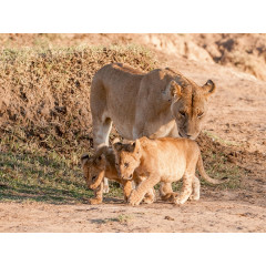 CALVENDO Puzzle CALVENDO Puzzle Emotionale Momente: Liebenswerte Lowenbabys \/ CH-Version Пазл CALVENDO Puzzle Эмоциональные моменты: милые львенки / Swiss version