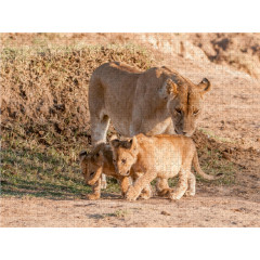 CALVENDO Puzzle CALVENDO Puzzle Emotionale Momente: Liebenswerte Lowenbabys \/ CH-Version Пазл CALVENDO Puzzle Эмоциональные моменты: милые львенки / Swiss version