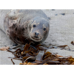 CALVENDO Puzzle CALVENDO Puzzle Kegelrobbe auf Helgolands Dune Пазл CALVENDO Puzzle Серый тюлень на дюне Гельголанда