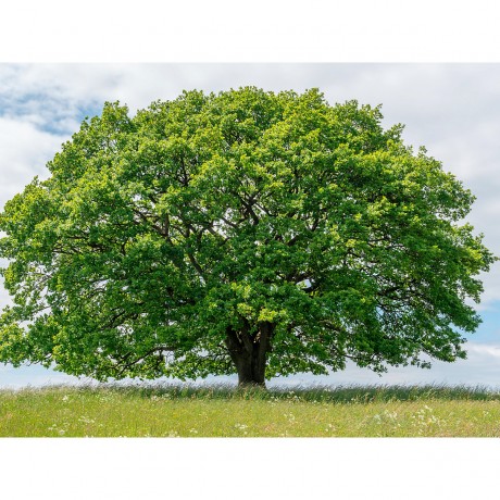 CALVENDO Puzzle CALVENDO Puzzle Eiche in den vier Jahreszeiten. Пазл CALVENDO Пазл Дуб в четыре сезона.